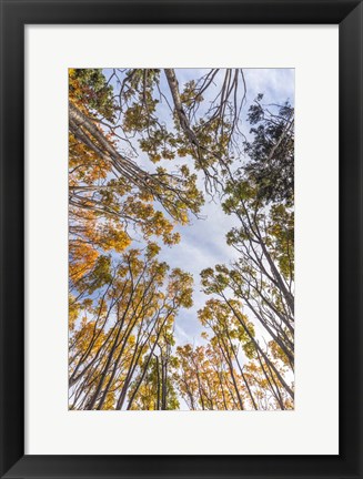 Framed Walton Trees In Autumn Print