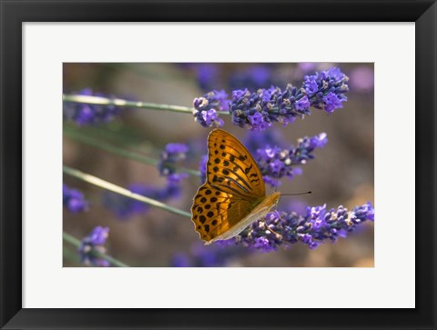 Framed Marbled Butterfly On Valensole Print