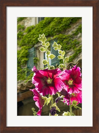 Framed Hollyhocks Flowers Blooming In Provence Print