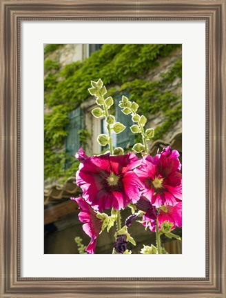 Framed Hollyhocks Flowers Blooming In Provence Print