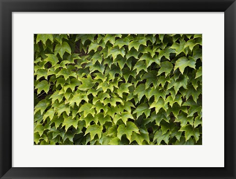 Framed Natural Plants And Leaves Growing On Wall In Provence Print