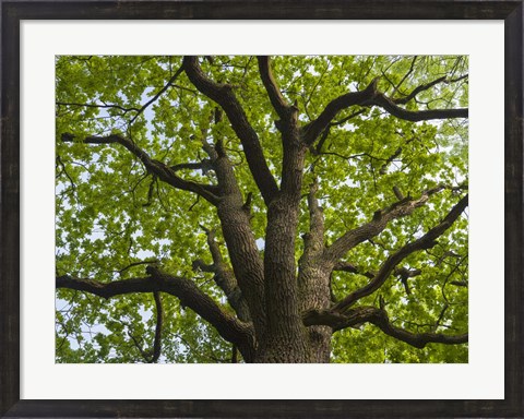 Framed Giant Oak Hainich Woodland In Thuringia, Germany Print