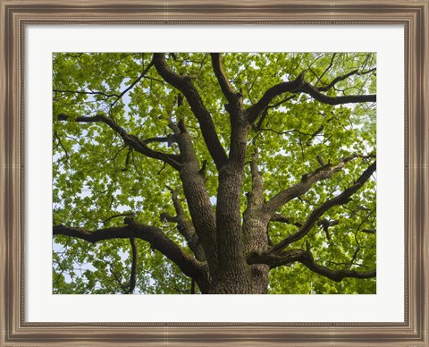 Framed Giant Oak Hainich Woodland In Thuringia, Germany Print