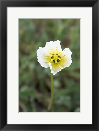 Framed Longyearbyen Svalbard Poppies Print