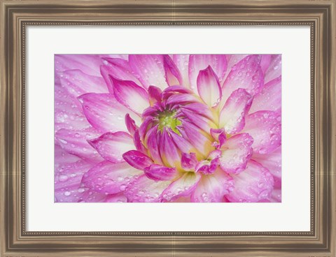 Framed Pink Dahlia Print