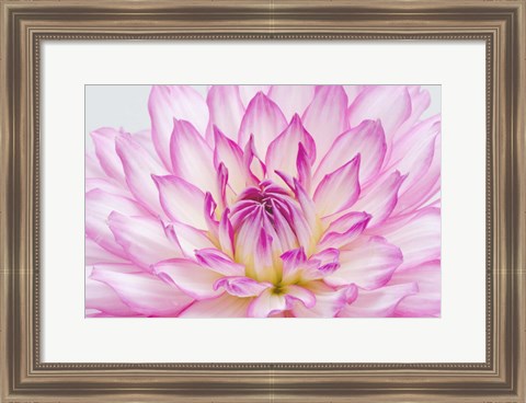 Framed Dahlia Close Up Print