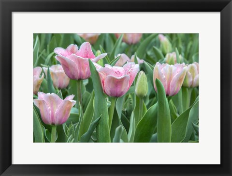 Framed Pink Tulips Print