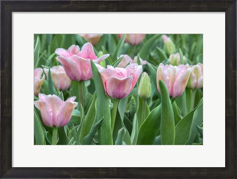 Framed Pink Tulips Print
