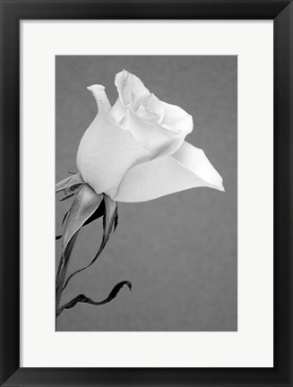 Framed Rose Print