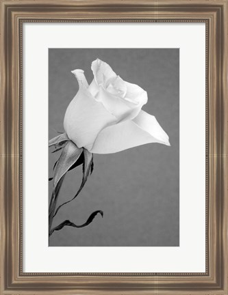 Framed Rose Print