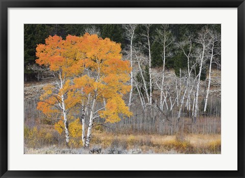 Framed Late Autumn Aspens Print