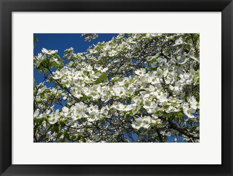 Framed White Dogwood Tree Print