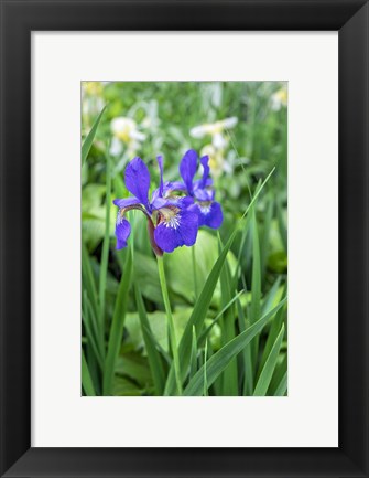 Framed Purple Siberian Iris Print