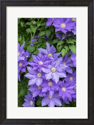 Framed Purple Clematis 1 Print