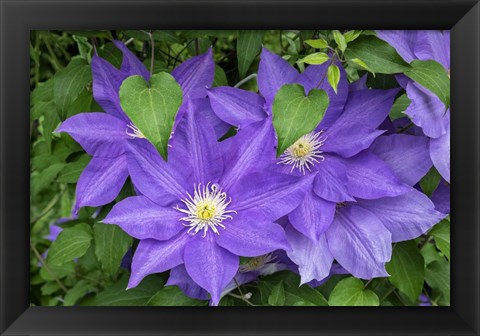 Framed Purple Clematis 2 Print