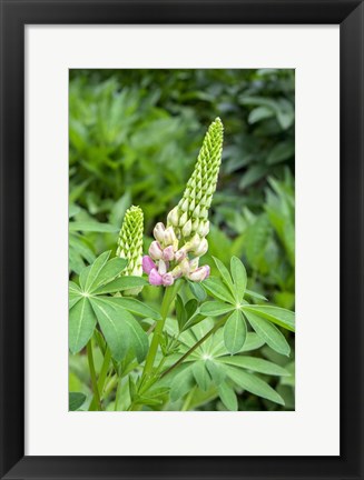 Framed Pink Lupine Print