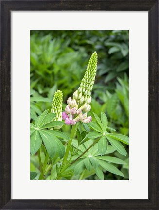 Framed Pink Lupine Print