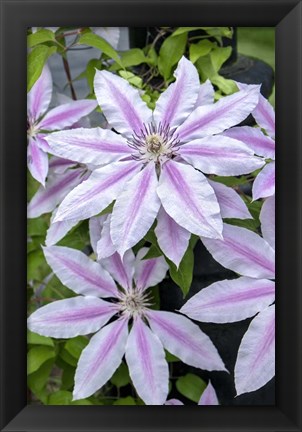 Framed Nelly Moser, Clematis Print