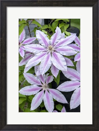 Framed Nelly Moser, Clematis Print