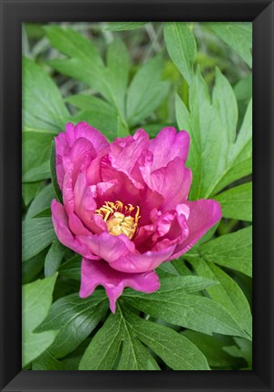 Framed Pink Peony Print