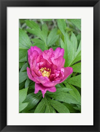 Framed Pink Peony Print