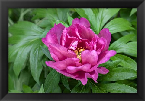 Framed Pink Peony Print