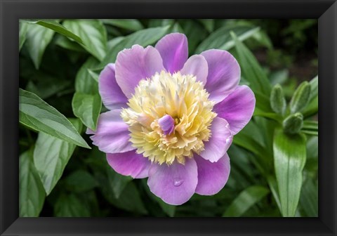 Framed Pink And Pale Yellow Peony Print