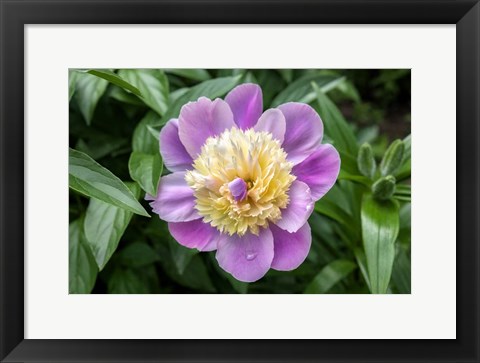 Framed Pink And Pale Yellow Peony Print