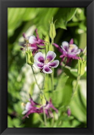 Framed Purple And White Columbine Print