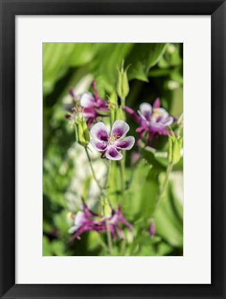 Framed Purple And White Columbine Print