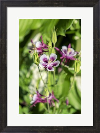 Framed Purple And White Columbine Print