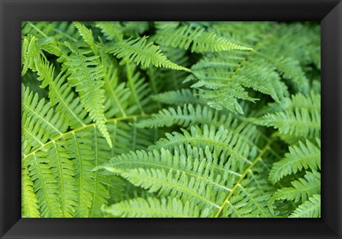 Framed Green Fern Print