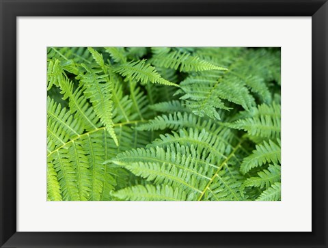 Framed Green Fern Print