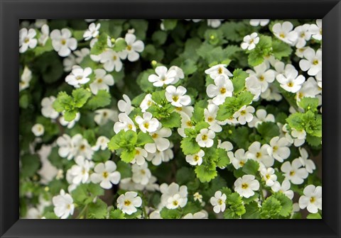 Framed White Bacopa Print