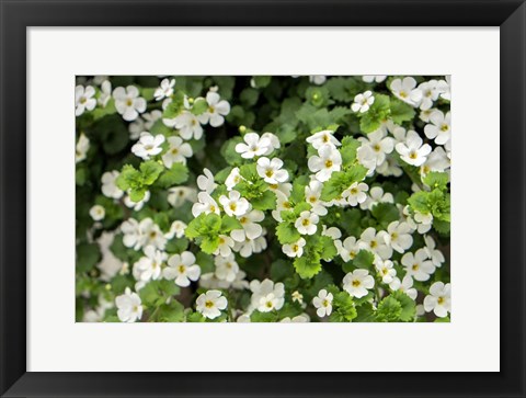 Framed White Bacopa Print