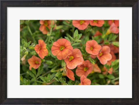 Framed Orange Million Bells, Calibrachoa Print