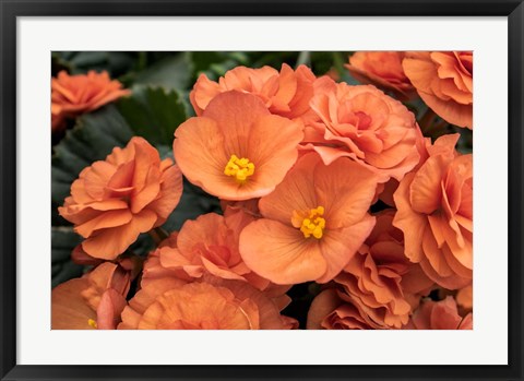 Framed Orange Tuberous Begonia Print