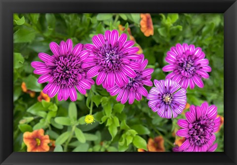 Framed Pink Striped Zinnia Print