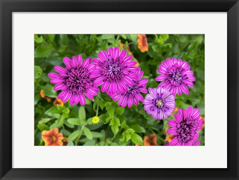 Framed Pink Striped Zinnia Print