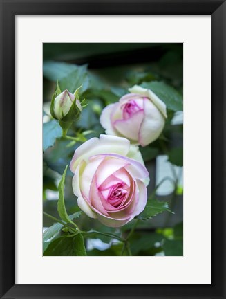 Framed Pink Pierre De Rosard, Eden, Heirloom Roses Print