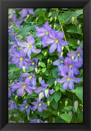 Framed Purple Clematis 2 Print