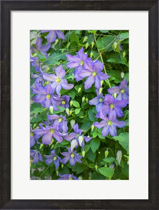 Framed Purple Clematis 2 Print