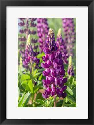 Framed Purple Lupine Print