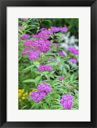 Framed Pink Spirea Bush Print