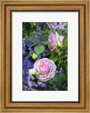 Framed Pink Pierre De Rosard, Eden, Heirloom Roses Print