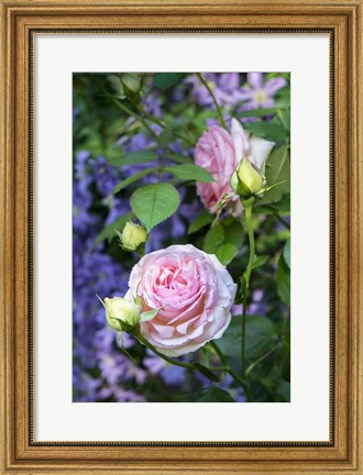 Framed Pink Pierre De Rosard, Eden, Heirloom Roses Print