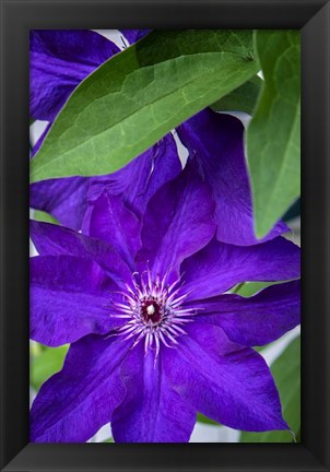 Framed Purple Clematis Print