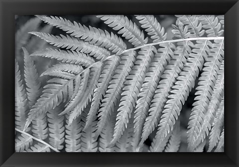 Framed Fern Print