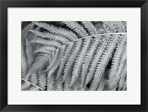 Framed Fern Print