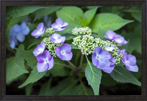 Framed Blue Lacecap Hydrangea Print